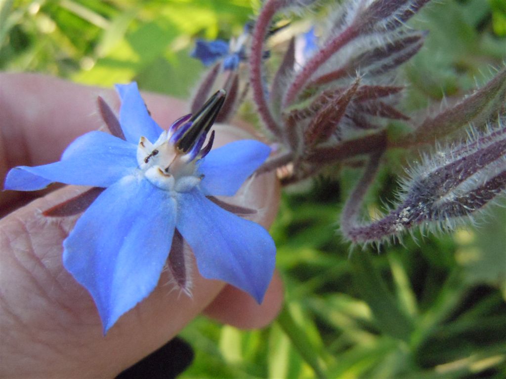 Borago officinalis / Boraggine comune